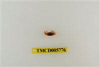 藏品(衛氏毛帶蟹)的圖片